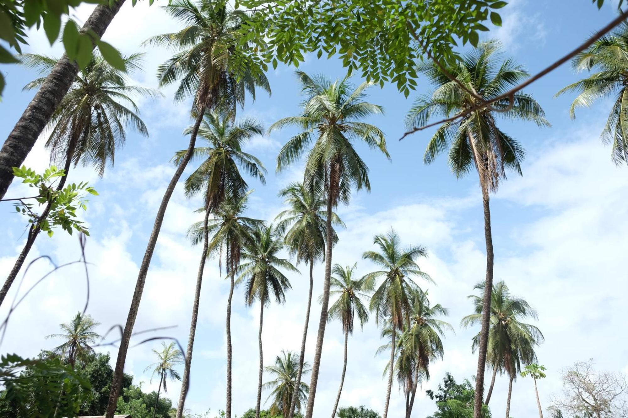 Centre Touristique Et Culturel Casamance Guest House Diakene Ouolof Ngoại thất bức ảnh